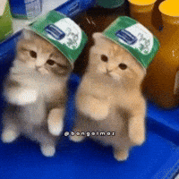 Cat GIF