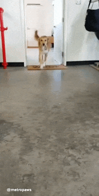 metropaws  GIF