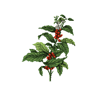 Coffee Is Life Sticker by Mad Priest Coffee