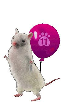 n11com dance fun halloween crazy Sticker