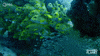 All Together Swimming GIF by PBS