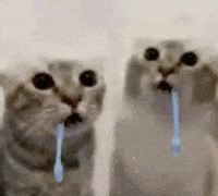 Cat GIF