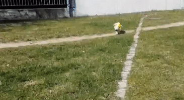 Adorable Piglet Dressed as Bumblebee