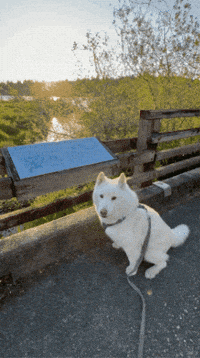 Excited Jump GIF