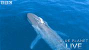 bbc one blue planet 2 GIF by BBC