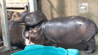 Cincinnati Zoo's Baby Hippo Begins Bonding With Her Mother