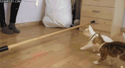 cat fail GIF by Cheezburger