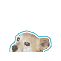 Zonk Wtf Sticker by Psitwór
