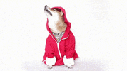 costume GIF by Menswear Dog
