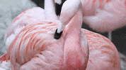 Atlanta Atl GIF by ZooATL