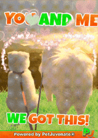 Puppy Dog Eyes GIF by PetJuvenate