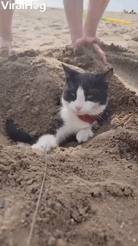 Barry the Cat Gets Buried at the Beach