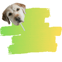 partypixsticks party celebration celebrate small business Sticker