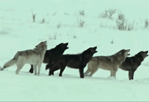 the wolfpack GIF