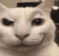 Cat Meme GIF