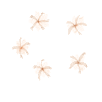 Flowers Flores Sticker