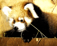 red panda fox GIF