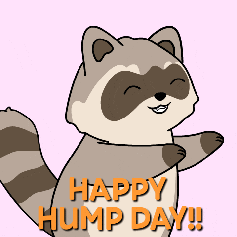 Wednesday Raccoon GIF by Ordinary Frends