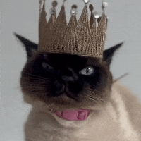 ashandscarlett judging you grumpy cat siamese cat judging cat GIF