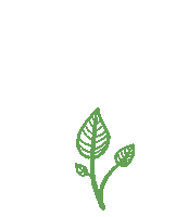 Plant Growing Sticker