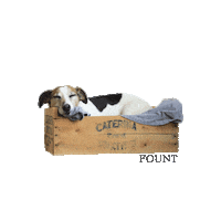 tired dog Sticker by FOUNT