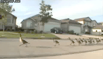 traffic geese GIF by Cheezburger
