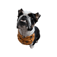 Halloween Bulldog Sticker by Geekster Pets