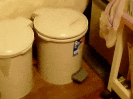 cat cats hiding trash can GIF