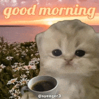 Good Morning Cat GIF