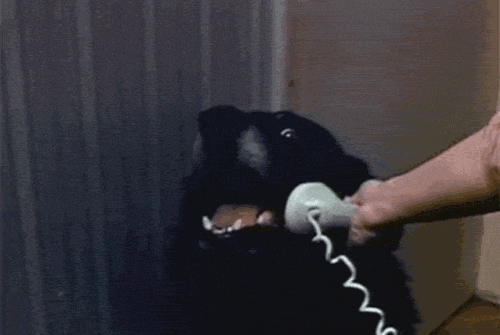 Meme gif. Person holds a telephone up to a dog's ear and the dog barks; text pops up in coordination with his barking: "Hello, Yes, this is dog."