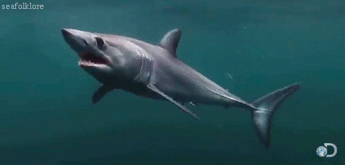 marine life shark GIF