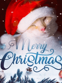 Cat Kitten GIF