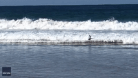 Surfing Swan Catches Waves at Australian Beach