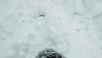 People and Dog Navigate Deep Snow in India's Himalayan Region