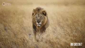 Heading Over Season 2 GIF by PBS