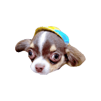 Cavalierkingcharlesspaniel Sticker