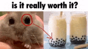 Big Eyes Cats GIF