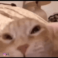 Cat GIF