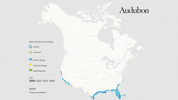 willet GIF by audubon