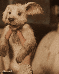 Dog Puppy GIF by Warner Bros. Pictures