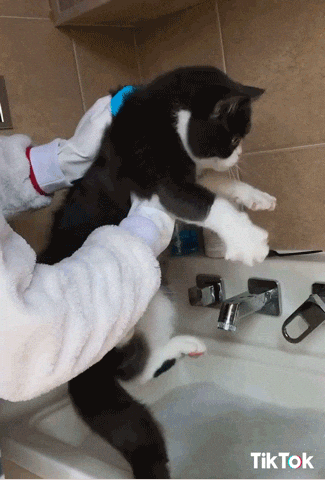 cat no GIF by tiktok