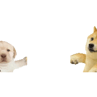 Dog De Acuerdo Sticker by Revicheems