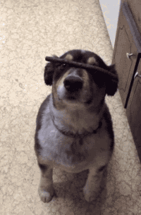 dog trick GIF