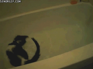 cat love GIF by Cheezburger