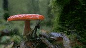 photography fall GIF by Living Stills