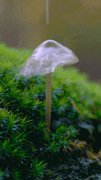 fall forest GIF by Living Stills
