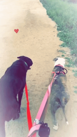 lisabianconi giphygifmaker giphyattribution dogs GIF