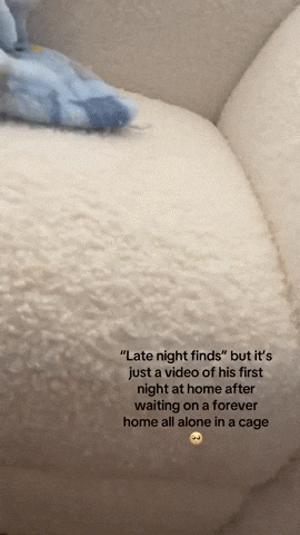 cuteanimalland giphyupload GIF