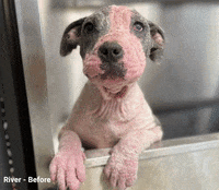 GIF by Operation Kindness