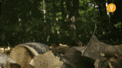 Hungry Wildlife GIF by Curiosity Stream